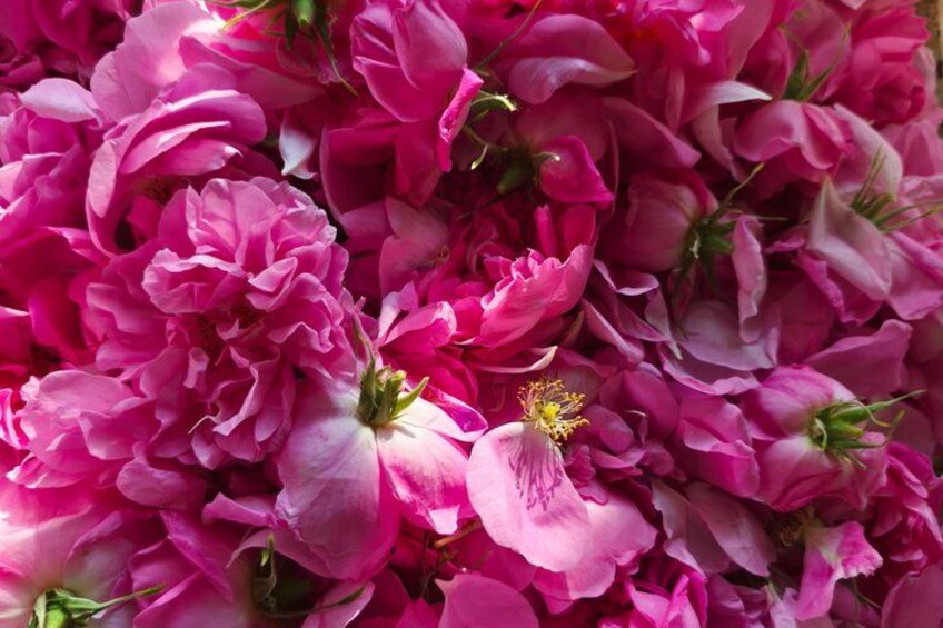 A dense cluster of pink flowers with visible stamens and green buds. 5