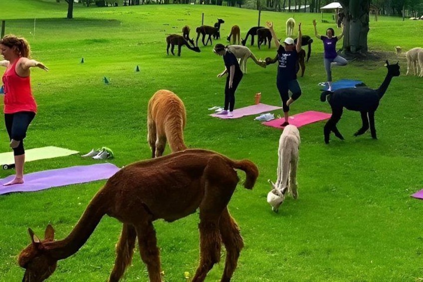 People exercising on yoga mats in a grassy field with llamas. 1
