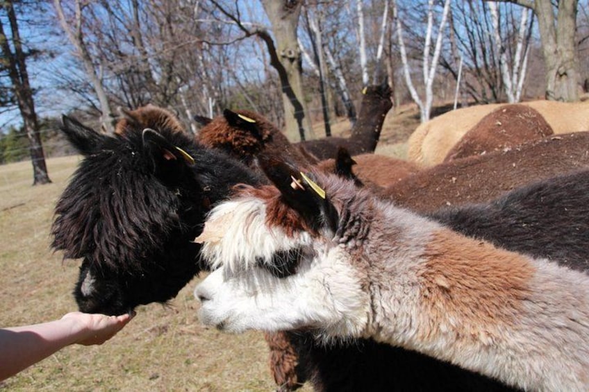 A person feeding a llama. 3