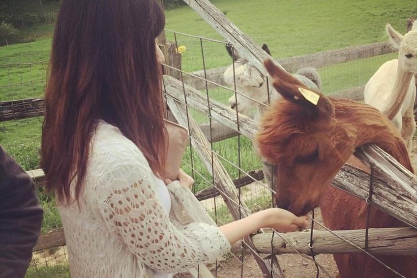 A person feeding a brown llama with a yellow tag. 2