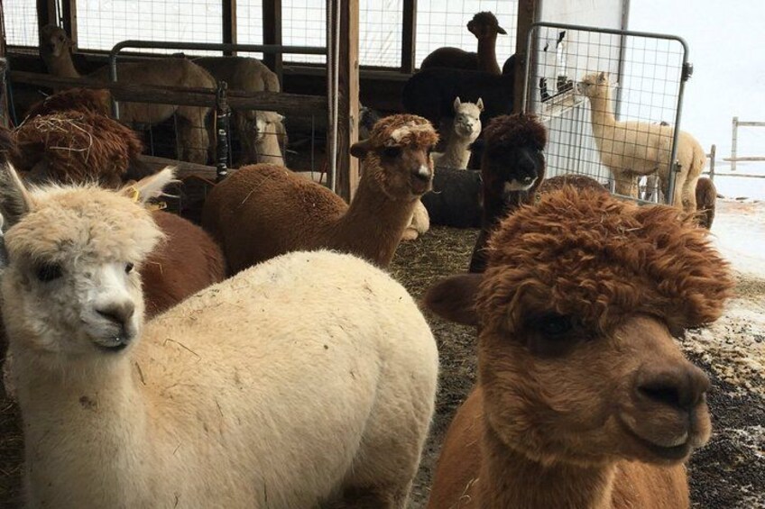 Alpacas in a pen with metal fencing. 1