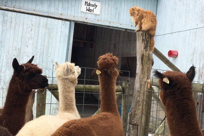 Alpacas in a fenced enclosure with a sign reading 'Maternity Ward'. 5