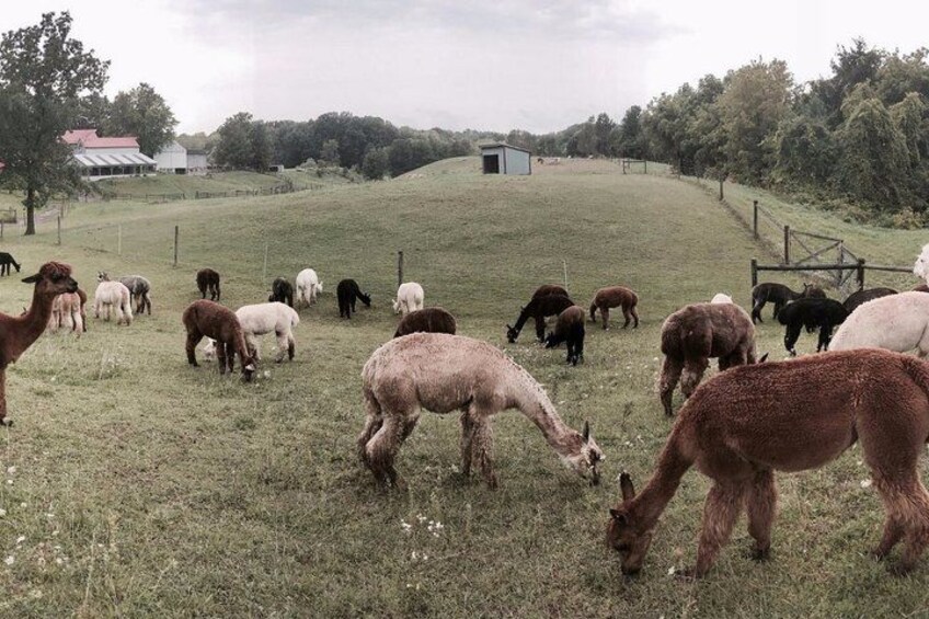A herd of sheep grazing on a grassy hillside with a barn and trees in the background. 4