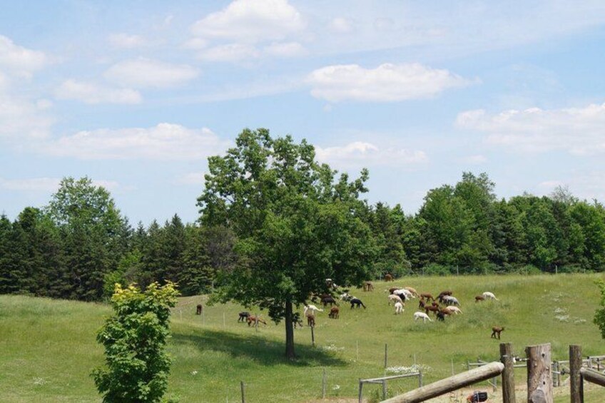 A grassy field with a tree and a fence. 3
