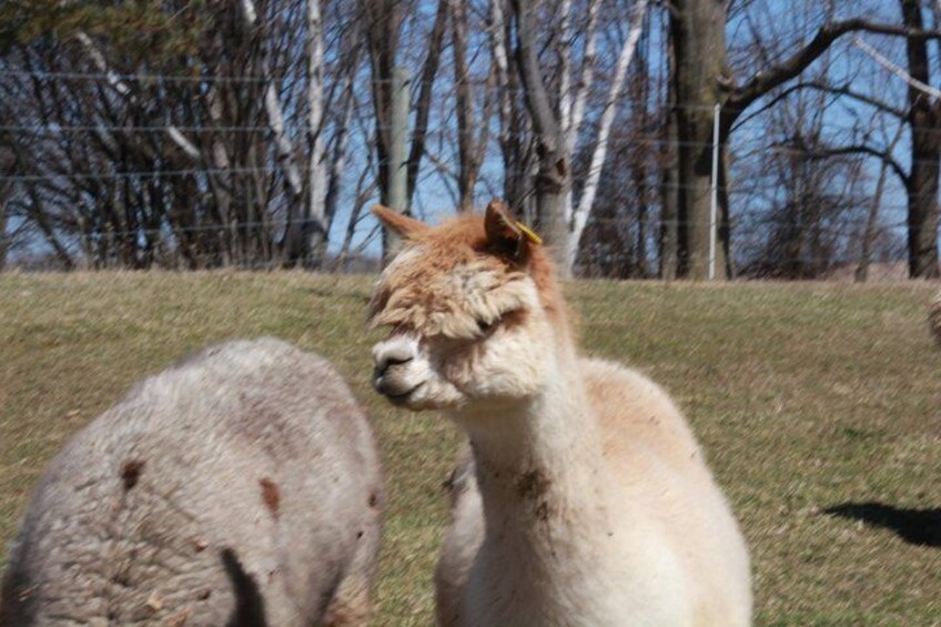 A llama grazing in a grassy field with a fence and leafless trees in the background. 2