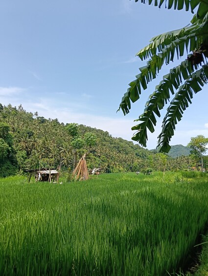 A lush green rice field with a small traditional hut and a dense forest in the background. 5
