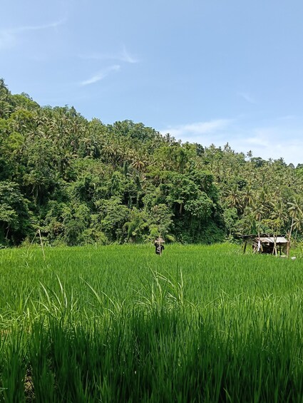 A lush green field with tall grass, a person carrying a load, and a dense forest in the background. 3