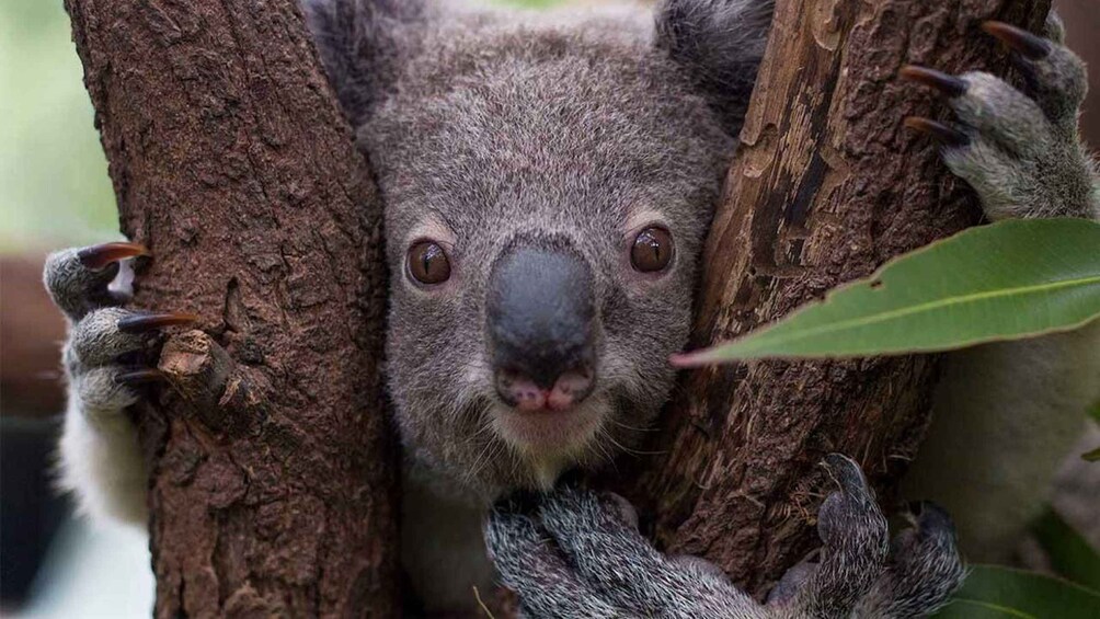 A koala clinging to a tree trunk. 4