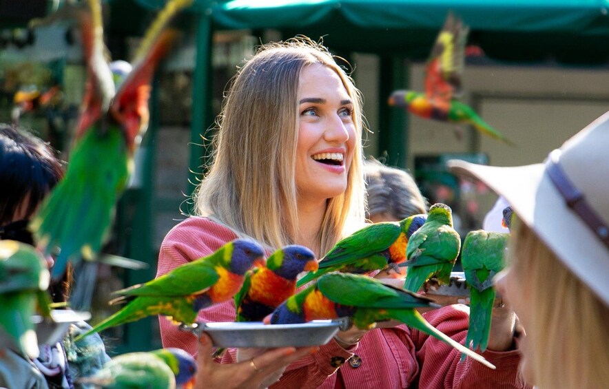 A person feeding colorful birds with a plate. 5
