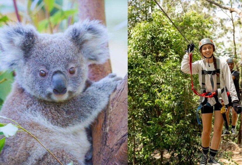 A koala clinging to a tree trunk and a person rappelling down a tree. 1