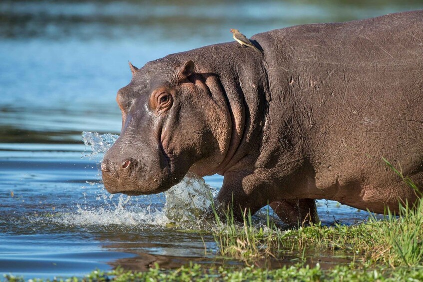 A hippopotamus near water splashing, with a bird perched on its back. 4