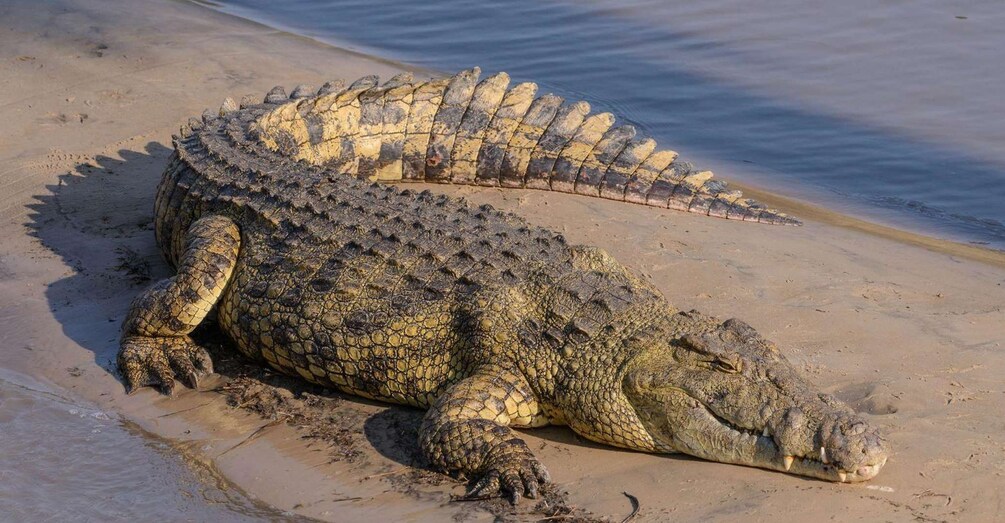 A large crocodile on a sandy beach near water. 1