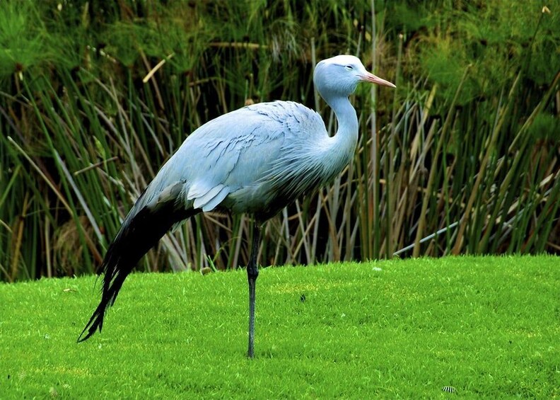 A large white bird standing on grass with a dense green background. 3