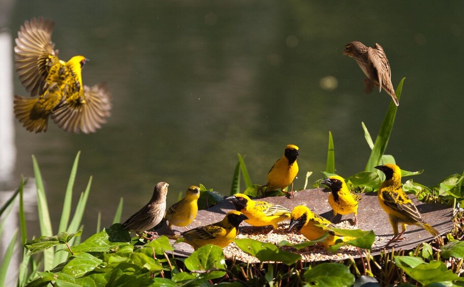 A group of yellow birds on a wooden platform near water. 5