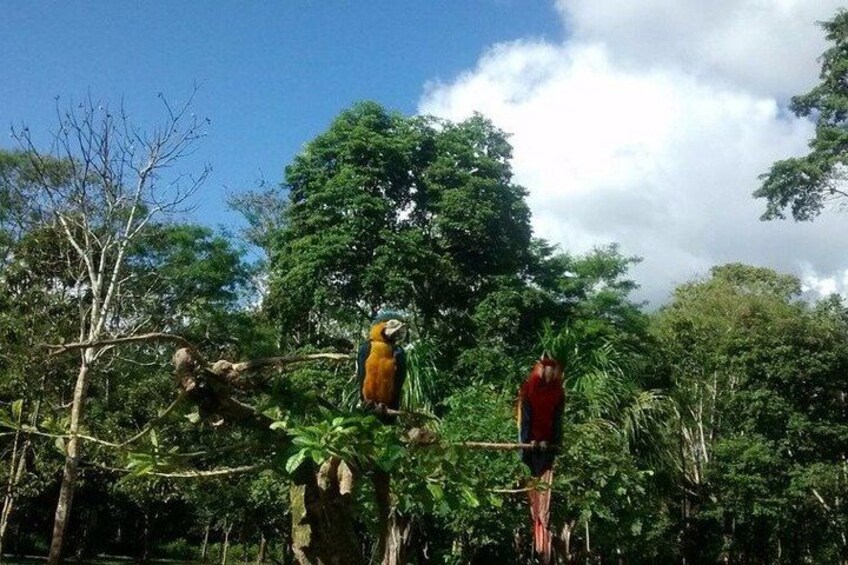 Two birds perched on branches in a forested area with dense foliage and a clear sky. 1