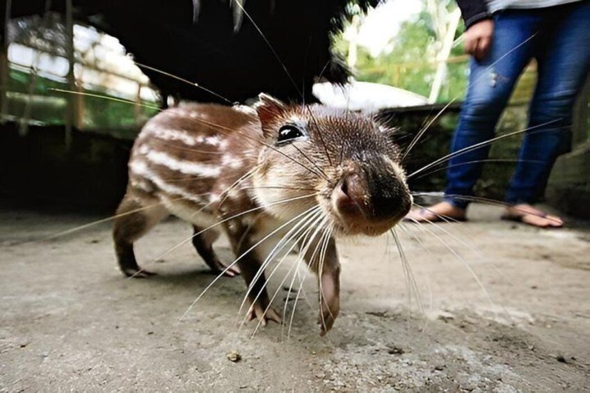A capybara with prominent whiskers and a curious expression, standing on a concrete surface. 5