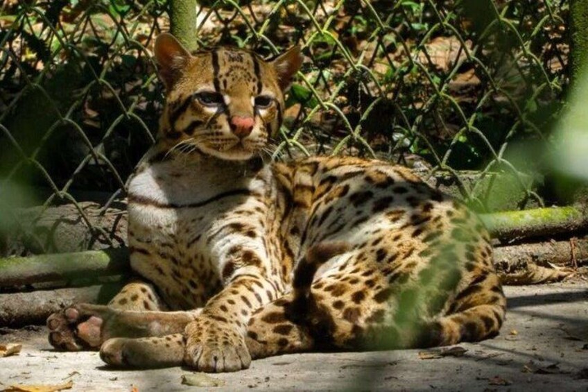 A wild cat with a spotted coat, lying on the ground, surrounded by a chain-link fence and foliage. 4