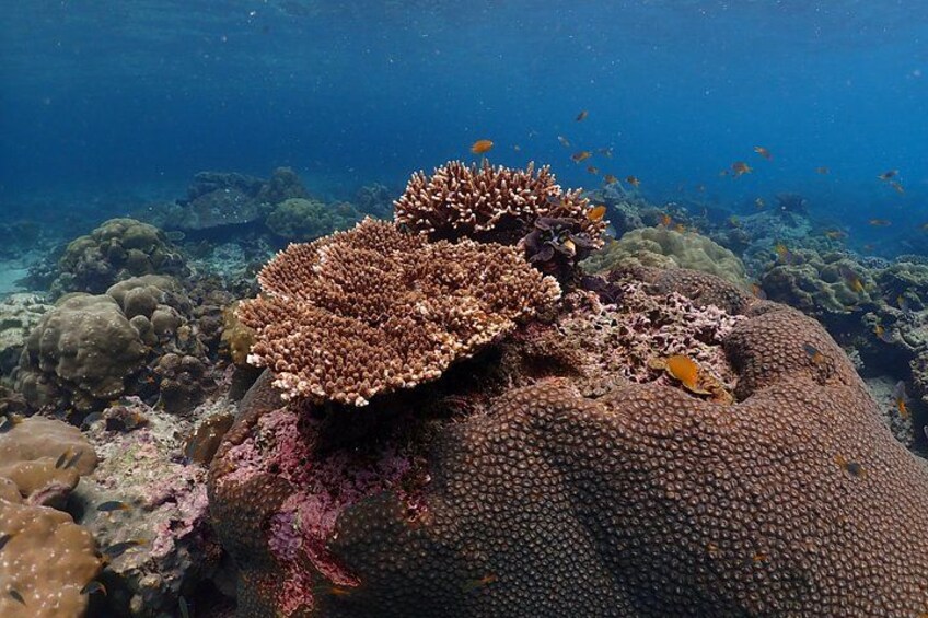 A coral reef with diverse marine life and coral formations. 3
