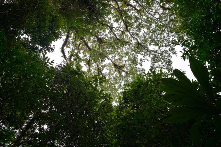 Dense foliage with a variety of tree species, including broad-leafed trees and possibly a large tree with a thick trunk. 5