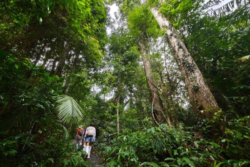 A forest trail with hikers, dense greenery, and tall trees. 2