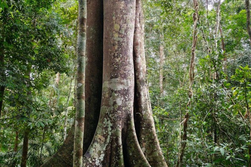 A dense forest with large trees and thick undergrowth. 3