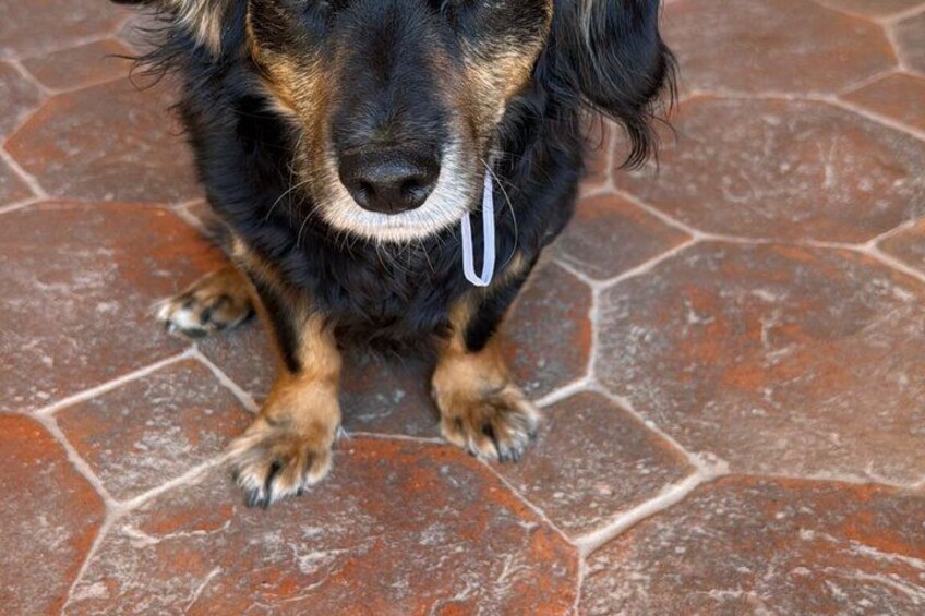 A dog with a white collar on a patterned stone floor. 3