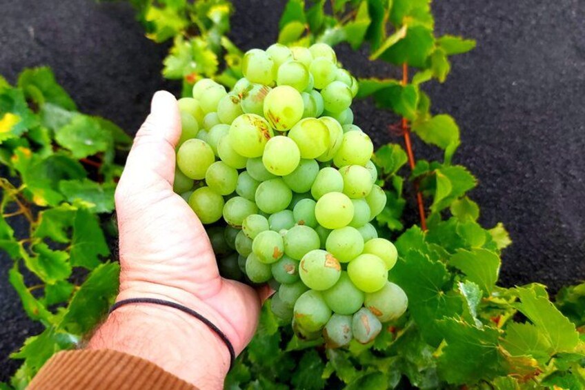 A hand holding a bunch of green grapes with leaves in the background. 1