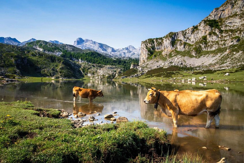 Dos vacas de pie en un lago con montañas al fondo. 4
