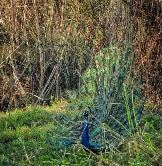 A peacock with a vibrant blue and green tail feathers in a natural setting with grass and dry vegetation. 4