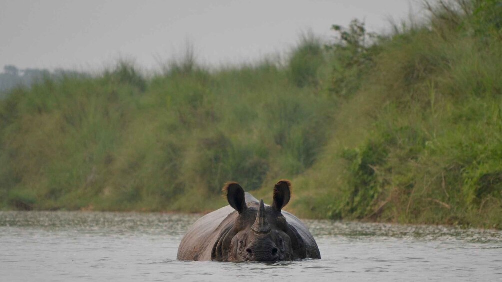 A rhinoceros partially submerged in water with a grassy background. 5