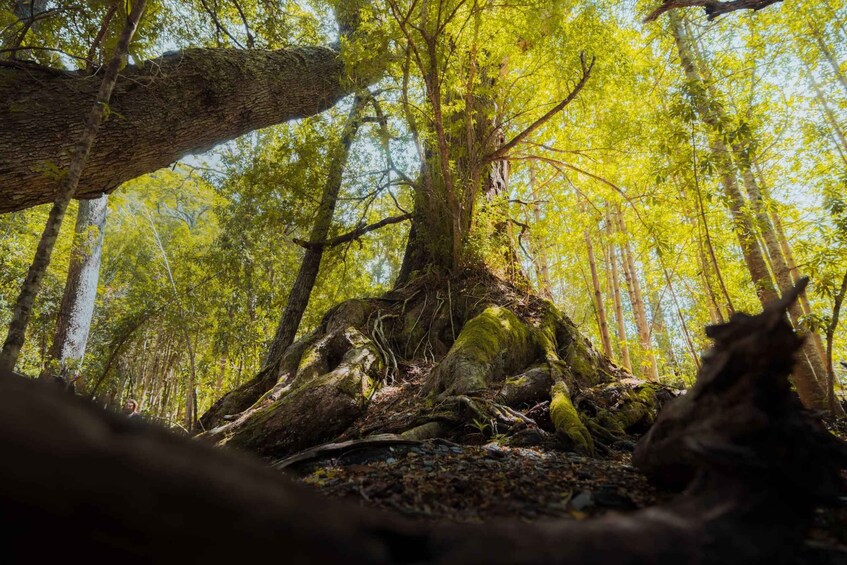 A dense forest with tall trees, sunlight filtering through the leaves, and a fallen tree trunk on the forest floor. 2