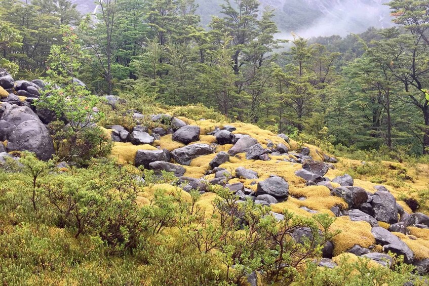A mountainous landscape with yellow moss-covered rocks and dense green trees. 4