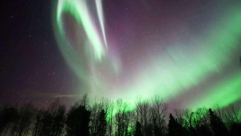 Revontulet metsän yllä yöllä. 3
