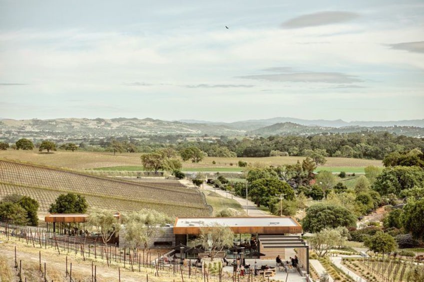 A vineyard with rows of grapevines, a wooden building, and a hilly landscape in the background. 2