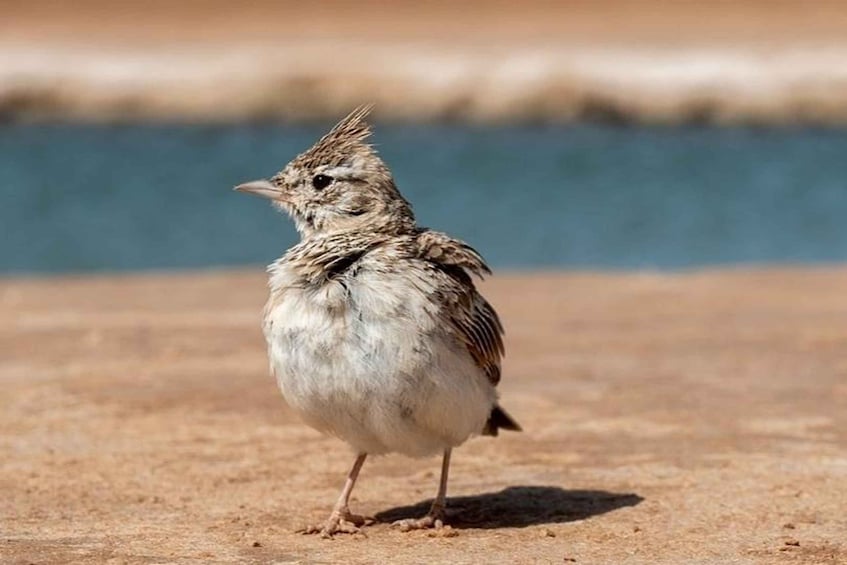 A small bird standing on sandy ground with a blurred body of water in the background. 5