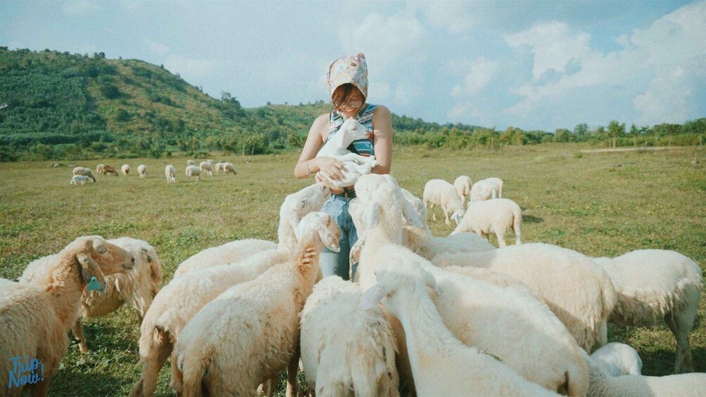 A person herding sheep in a grassy field with a hilly landscape in the background. 4