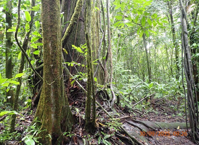 Une forêt dense, avec de grands arbres, un sous-bois touffu et un ruisseau bien visible. 4