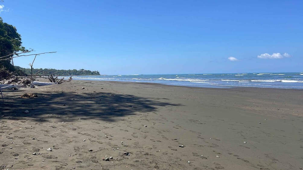 Une plage de sable avec des empreintes et des morceaux de bois flotté, une mer calme et un ciel dégagé. 2