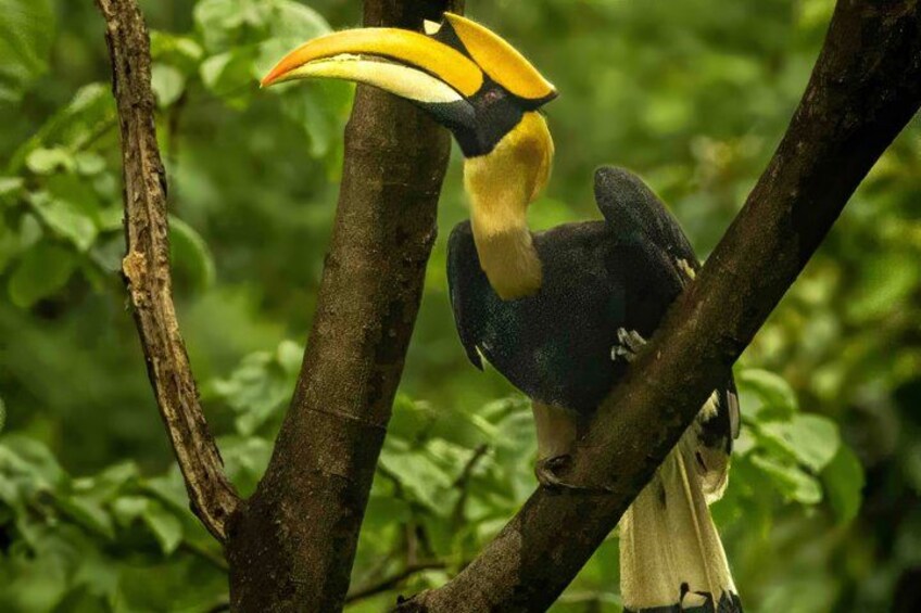 A toucan perched on a tree branch. 3