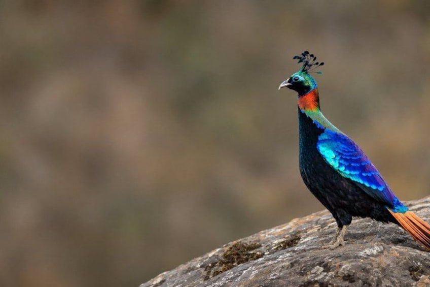 A bird with vibrant blue and green plumage perched on a rock. 1