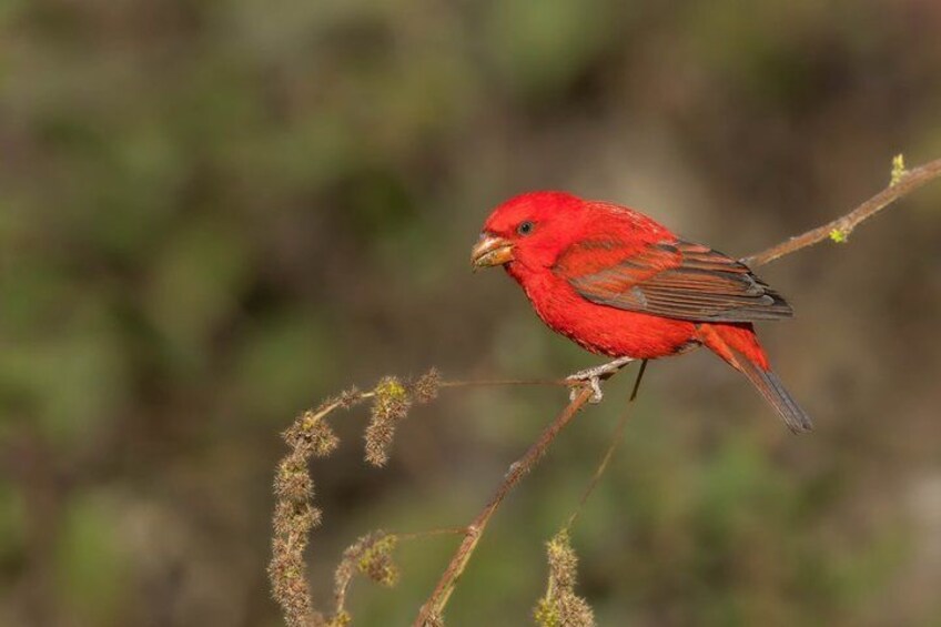 A red bird perched on a branch. 2