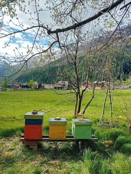 Picture 1 for Activity Monte Rosa: walk, alpine picnic, and honey food tasting in Macugnaga 3