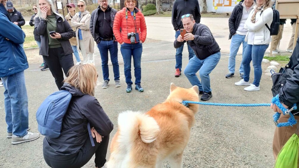A group of people gathered around a Shiba Inu dog on a leash. 4