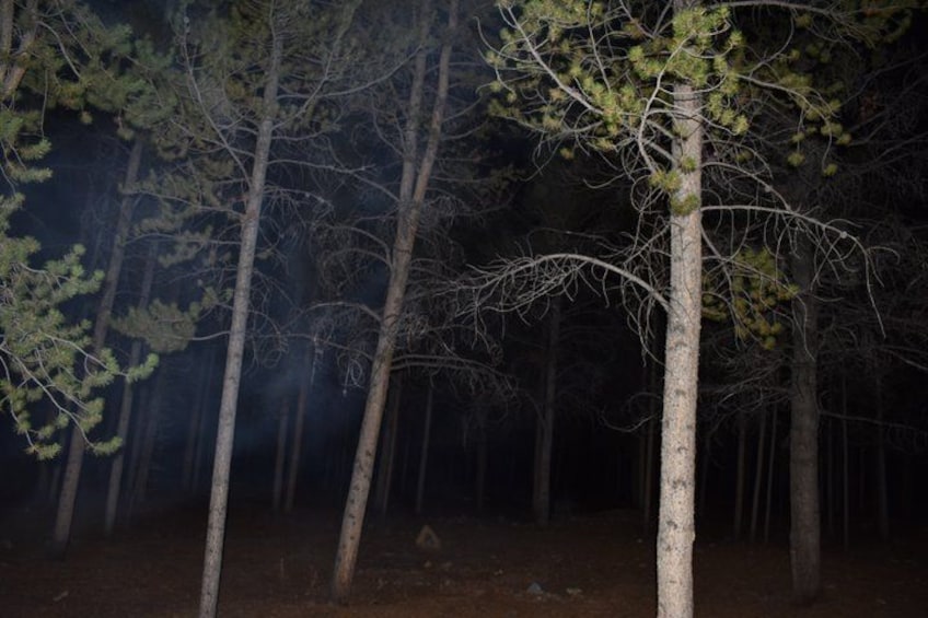A forest with tall trees and a misty atmosphere. 4