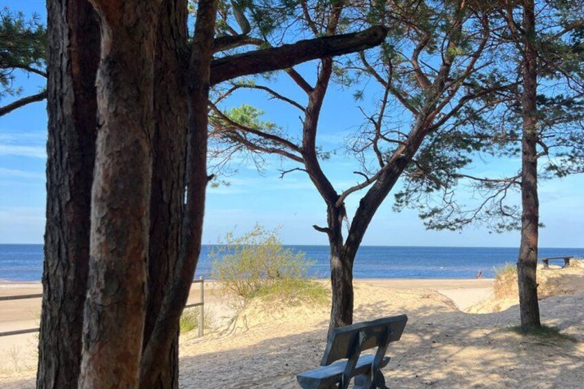 A beach with trees, a bench, and the ocean in the background. 3