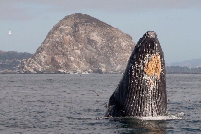 A whale breaching with a rocky island in the background. 1