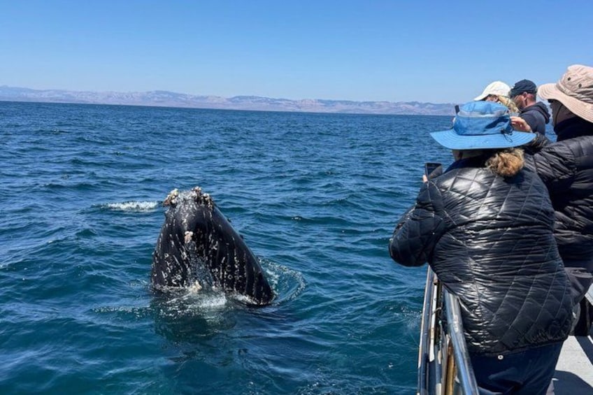 A whale breaching the water, people observing from a boat, and a clear blue sky. 5
