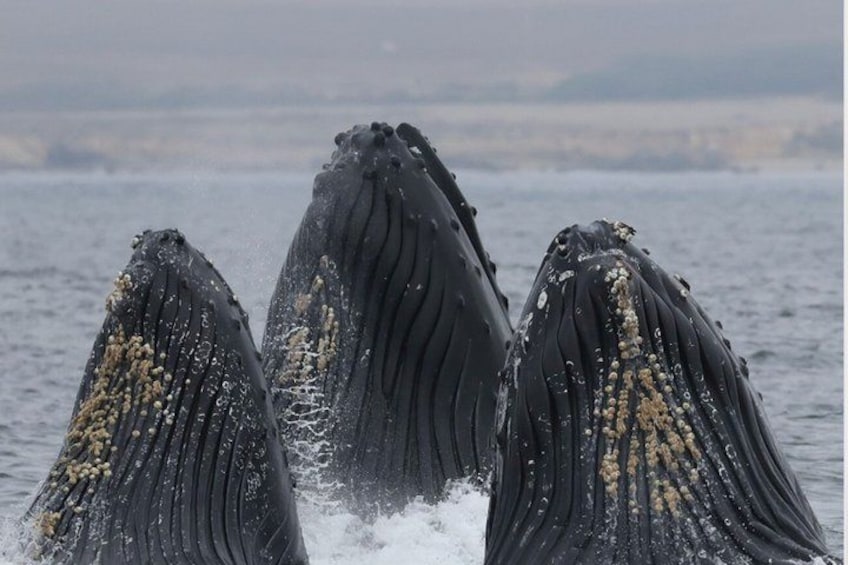 Three humpback whales breaching with their heads above water, displaying barnacles. 3