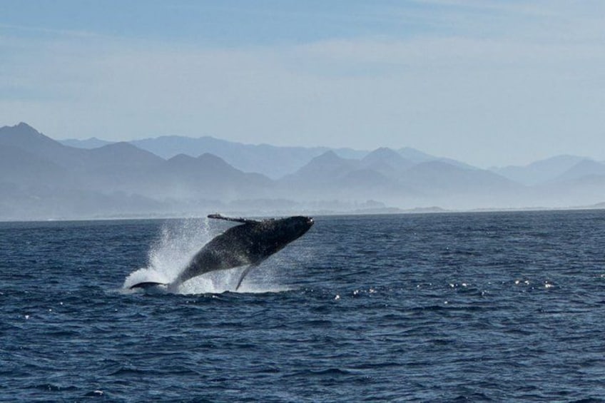 A whale breaching the ocean surface with mountains in the background. 2