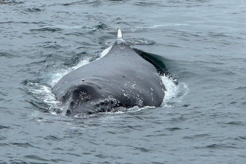 A whale breaching with water splashing around its head. 4